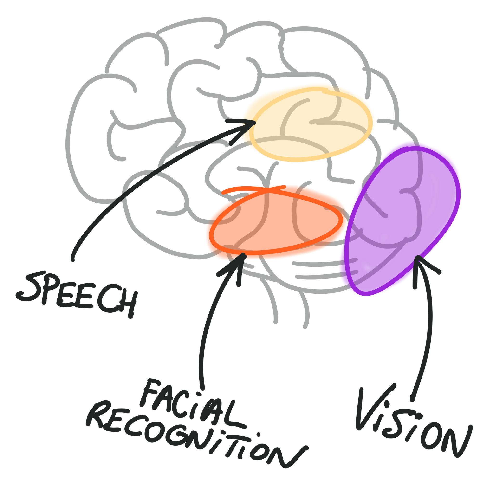 Approximate areas of the brain dedicated to recognizing faces, colors, and phrases.